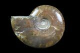 Iridescent, Red Flash Ammonite - Madagascar #82428-1